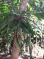 /album/orquideas-e-bromelia-na-fazenda-monte-sinai/fazendas-sustentaveis-282-jpg/